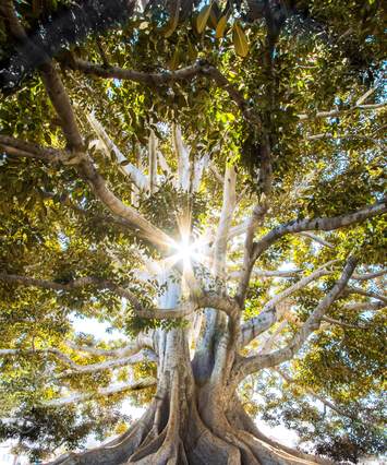 Photo of a tree by Jeremy Bishop on Unsplash