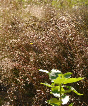Grass and sun from behind